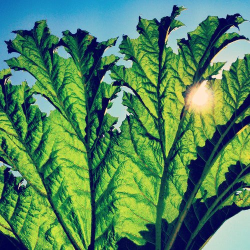Pfarmers - Gunnera (Vinyl) { vinyl }