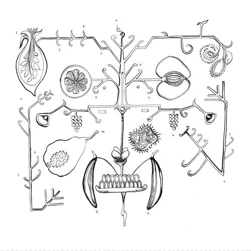 aa tigre - las frutas amarillas (Vinyl) { vinyl }
